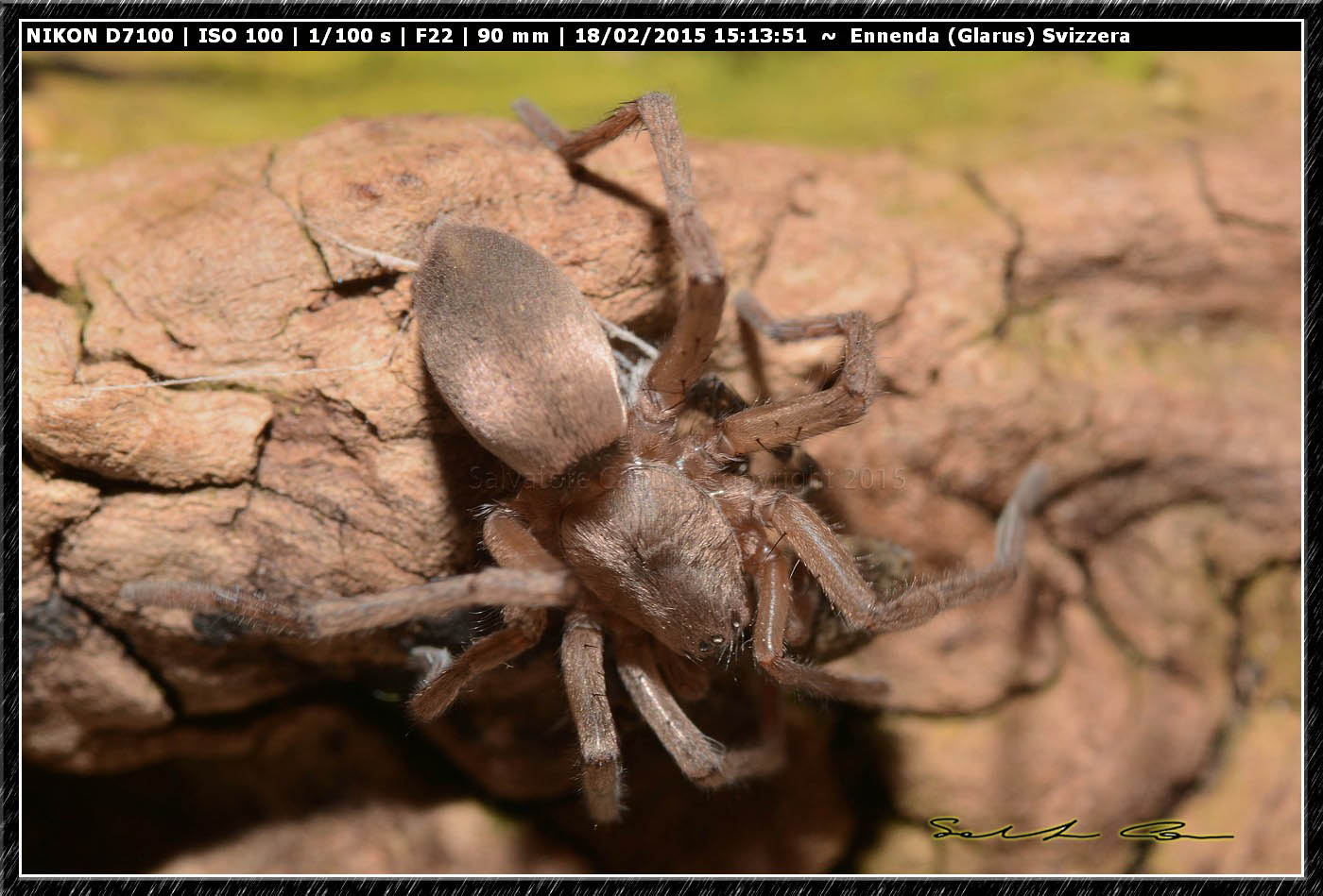 Drassodes sp. preda Pardosa sp. - Ennenda (Glarus), Svizzera